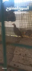  7 حجل للبيع ذكور عدد2 واحد ابيض  واجد بلدي