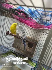 3 طيور حب العدد( 6 )2منهم ذكر وأنثى واربع عصافير حب مع اقفاصهم ب 25
