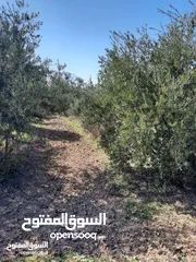  1 بستان للبيع زيتون فقط حمال الف شجرة