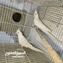  1 زواج كوكتيل البينو منتجه بفضل