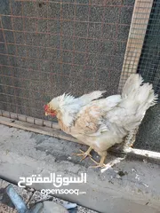  10 دجاج عرب أصليات