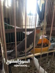  3 عصفور كوكتيل