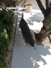  10 طاووس للبيع
