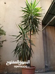  2 شجر زينة حجم كبير