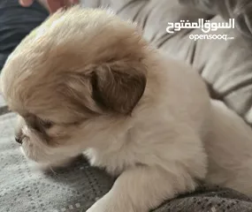  5 جِراء هافانيز أصيلة  ! -- Purebred Havanese Puppies