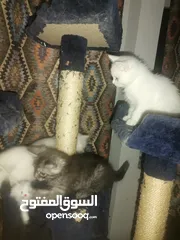  1 Kitten for donation Al rahba قطط للتبني