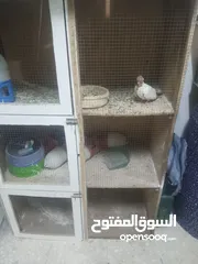 11 بسم الله ما شاء الله طيور كامل للبيع البيع كامل اقرا الوصف جيدا