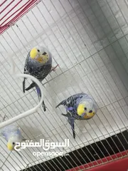  3 طيور حب رينبو فحله