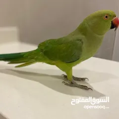  4 ببغاء الدرة