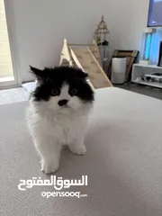  3 قط هيملايا ذكر