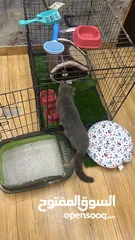  2 Brittish Shorthair 7-9 months vaccinated