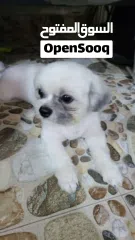  1 ذكر بصحه جيده