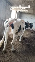  1 بقرة بطن ثالث للبيع