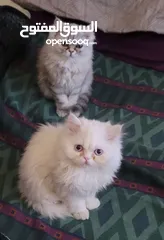  1 قطط شانشبلا للبيع