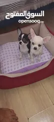  23 Chihuahua puppies