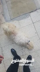  2 كلب منزلي زينة  من افضل انواع الكلاب المنزلية
