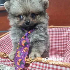  1 pomeranian poodle maltese shihtzu