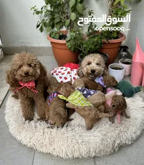  20 Toy Poodle puppies PREMIUM