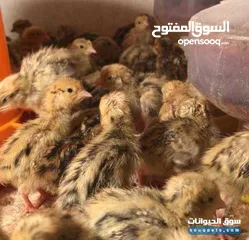  5 بيض فري سوبر جامبو مخصب ومكفول 80/100