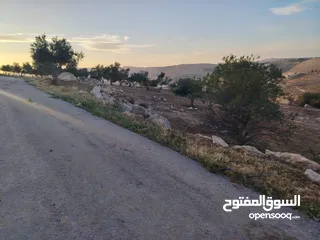  10 مزرعة لقطة مميزة مشجرة جرش دحل مساحة 3دونمات ونصف