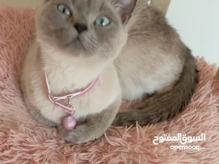  5 قطه كتن بيبي 3 شهور ابيض   و قطة سيامي و قط شوكلت   وبصحه ممتازه ماخذه المطاعيم قطة مداعبة هملايا