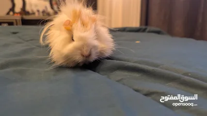  4 ارنب هندي . ارانب هندية . guinea pig ....