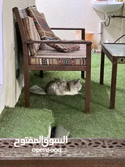  7 قطط ذكر عمر سنه