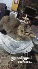 1 سكوتش فولد scottish fold