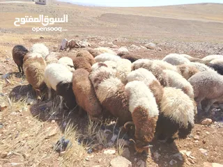  2 خرفان اضاحي نخب