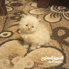  1 تبَارك الرَحْمٰن ..... كِتنز بيرشن همالايا حلويات فخمة مستوى عالي للحجز لحين الفطام التفاصيل بالوصف.