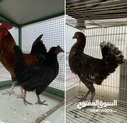  1 3 دجاج 3 chicken
