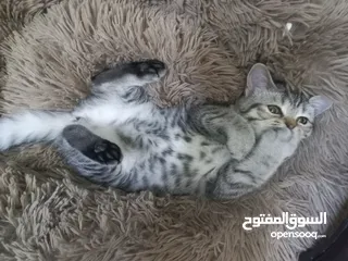  3 قطة أنثى (بريتش شورت هير ) زنخة وبتضل تلعب ما شاء الله مطعمة ومعها دفتر تبع العيادة عمرها اقل من سنة