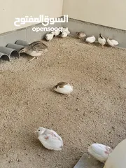  2 سمان صيني ( الملكي)