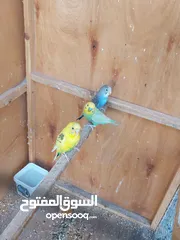  2 طيور حب تركيبي