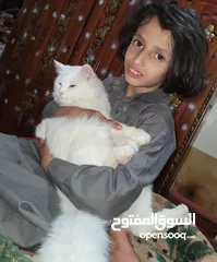  6 قطط شرازي للبيع في صنعاء الاصبحي المقالح