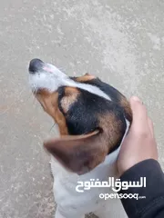  3 Kalba s8ira (jack russell) for sale