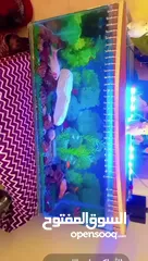  4 سمكه قولد فش حجم كبير
