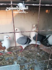  20 حمام مشكل زوجل مكتيف بلجكه جوز حمام انواع