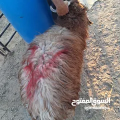  5 خرفان بلدي نذر او عقيقه للبيع وزن من 47 ل 50
