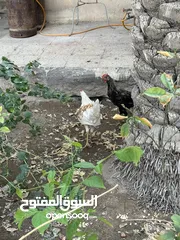  4 دجاج عرب اصلي للبيع شوف الوصف