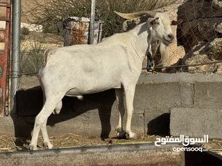  1 فحل صلالي فل فل سمنه الحجم الشوير