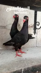  2 جواز حمام للبيع