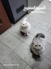  8 قطط شانشبلا للبيع