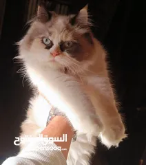  2 بسم الله ما شاء الله انثى راغدول مميزه ونضيفه حامل