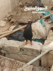  3 جوز سلفر مع فراخهم