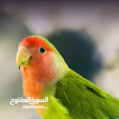  1 نبي ايه بتاع مروض