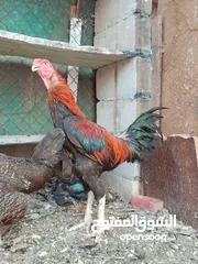  1 متاح ديك وفرخه باكستاني