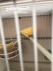  3 Breeding pairs of canary  in Alain