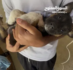  2 جرو الروت وايلر غير مطعم بس نظيف ونشيط عمرو 7 اسابيع يعني لسه ما بلش مرحله التدريب