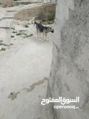  6 كلب جيرمن جرو للبيع لون ابيض واسود للبيع بسعر مغري جداً